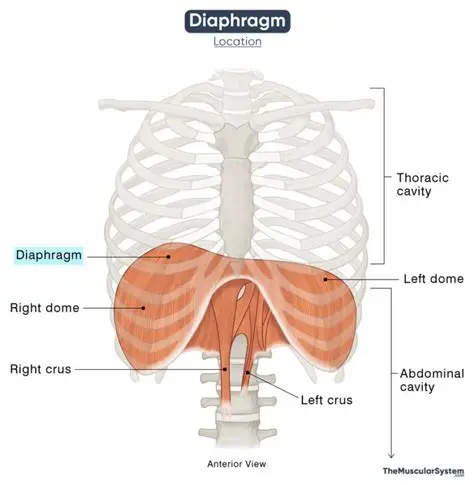 Diaphragm and Rib cage